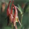 wf_columbine_eastern.jpg